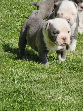 Olde english Bulldog