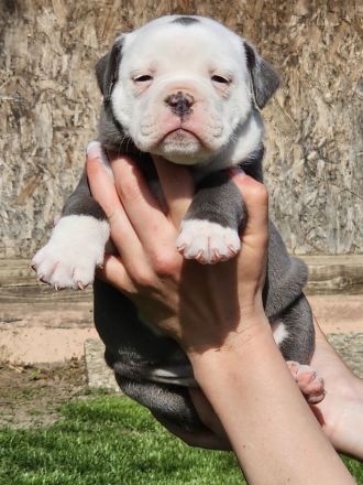 Olde english Bulldog
