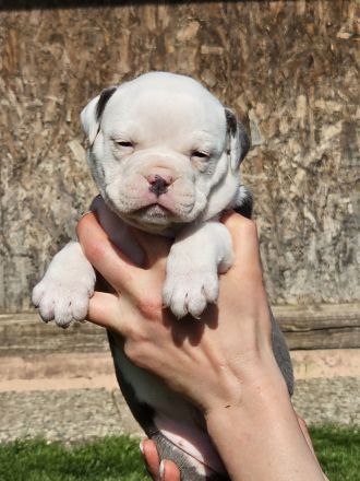 Olde english Bulldog