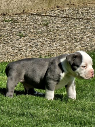 Olde english Bulldog