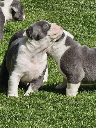 Olde english Bulldog