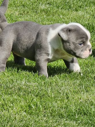 Olde english Bulldog