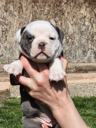 Olde english Bulldog