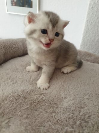 Süsse reinrassige bkh kitten!
