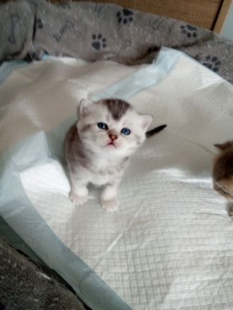 Süsse reinrassige bkh kitten!