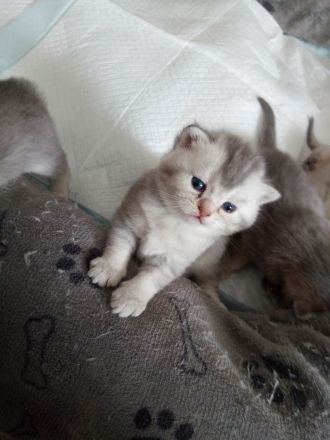 Süsse reinrassige bkh kitten!