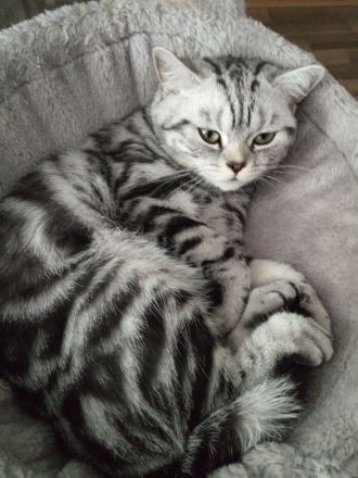 Süsse reinrassige bkh kitten!