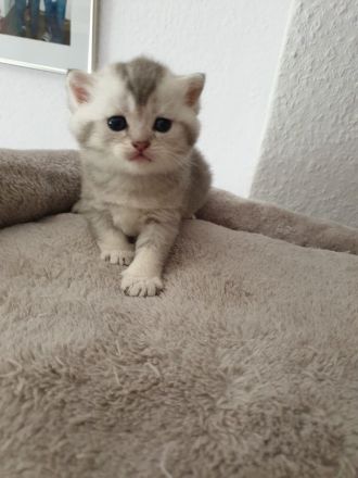 Süsse reinrassige bkh kitten!