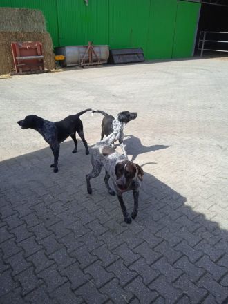 Deutsch Kurzhaar Mix