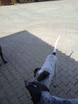 Deutsch Kurzhaar Mix