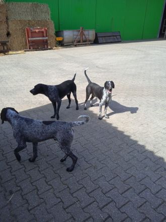 Deutsch Kurzhaar Mix