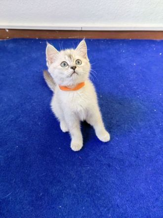 BKH - Britisch Kurzhaar Kitten