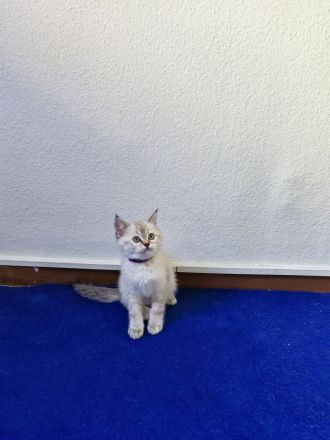 BKH - Britisch Kurzhaar Kitten