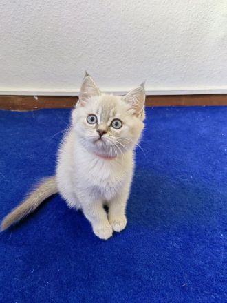 BKH - Britisch Kurzhaar Kitten