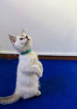 BKH - Britisch Kurzhaar Kitten