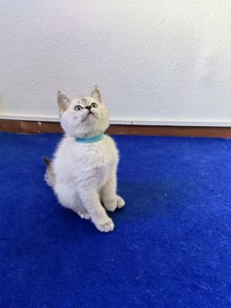 BKH - Britisch Kurzhaar Kitten