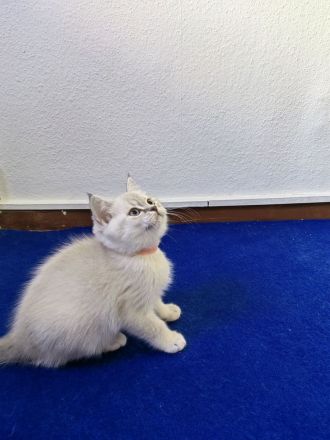 BKH - Britisch Kurzhaar Kitten