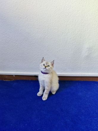 BKH - Britisch Kurzhaar Kitten