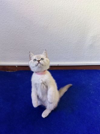 BKH - Britisch Kurzhaar Kitten