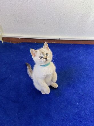 BKH - Britisch Kurzhaar Kitten