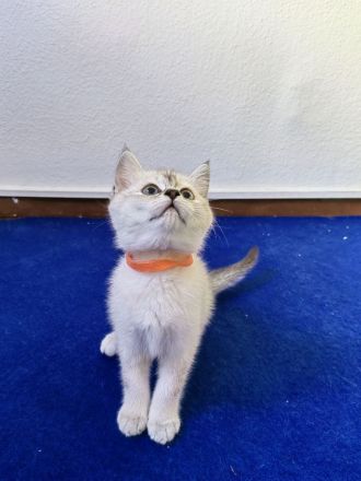 BKH - Britisch Kurzhaar Kitten