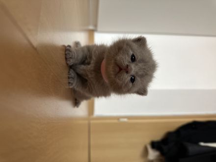 BKH Kitten