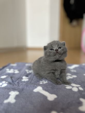 BKH Kitten