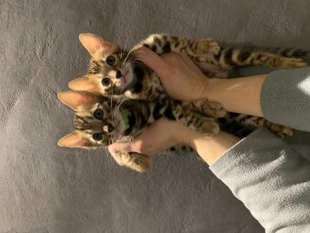 Reinrassige Bengalkitten suchen ein Zuhause