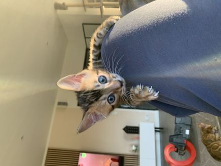 Reinrassige Bengalkitten suchen ein Zuhause