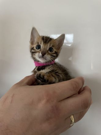 Reinrassige Bengalkitten suchen ein Zuhause