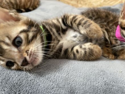 Reinrassige Bengalkitten suchen ein Zuhause