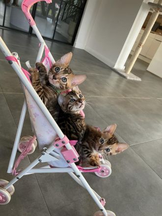 Reinrassige Bengalkitten suchen ein Zuhause