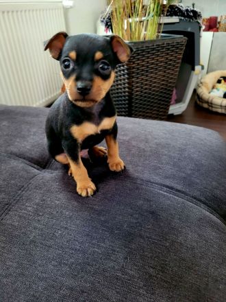 Zwergpinscher