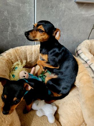 Zwergpinscher