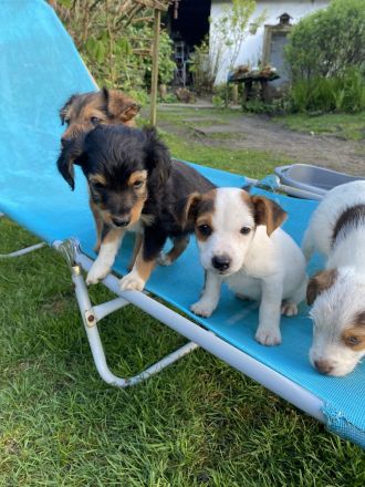 Mischlingswelpen suchen neues Zuhause!