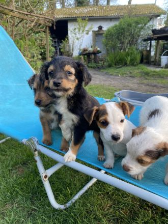 Mischlingswelpen suchen neues Zuhause!