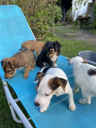 Mischlingswelpen suchen neues Zuhause!