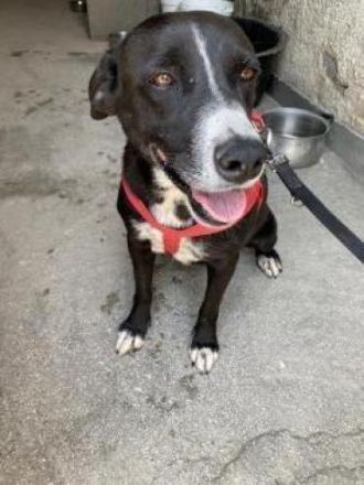 Sylvia möchte in ihr Zuhause