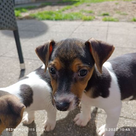 Jack Russel Welpen
