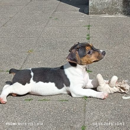 Jack Russel Welpen