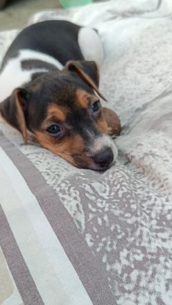 Jack Russel Welpen