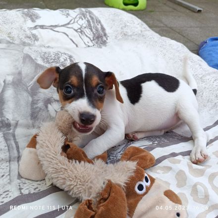 Jack Russel Welpen