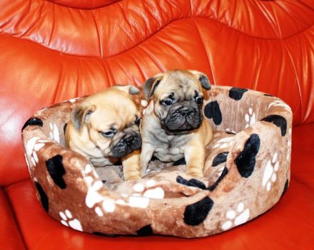 Wunderschöne rote französische Bulldoggenwelpen zu verkaufen