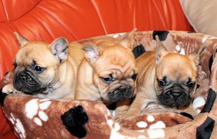 Wunderschöne rote französische Bulldoggenwelpen zu verkaufen