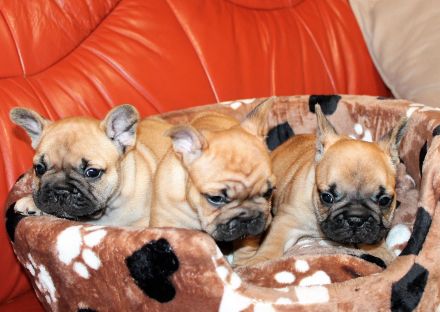 Wunderschöne rote französische Bulldoggenwelpen zu verkaufen