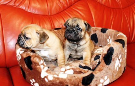 Wunderschöne rote französische Bulldoggenwelpen zu verkaufen