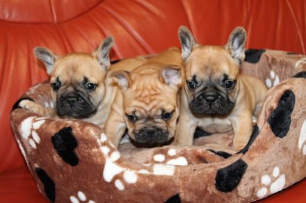 Wunderschöne rote französische Bulldoggenwelpen zu verkaufen