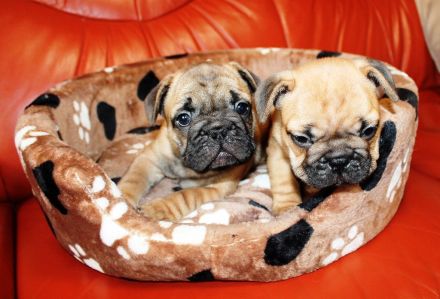 Wunderschöne rote französische Bulldoggenwelpen zu verkaufen