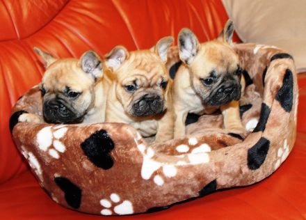 Wunderschöne rote französische Bulldoggenwelpen zu verkaufen