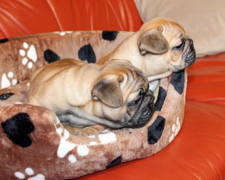 Wunderschöne rote französische Bulldoggenwelpen zu verkaufen